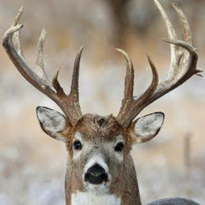 Meet your Posher, Kai